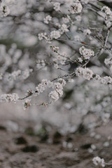 Blooming cherry sakura trees pink and white. Cherry blossoms. Denver city views during Spring time. Spring season. Beautiful bloom trees in park. Historical views. Pink and white petals on cherry tree