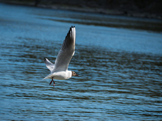 seagull flying over the sea