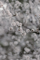 Blooming cherry sakura trees pink and white. Cherry blossoms. Denver city views during Spring time. Spring season. Beautiful bloom trees in park. Historical views. Pink and white petals on cherry tree