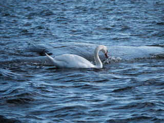 Swan in a blue sea