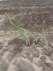 hoch und krumm gewachsene Spargelpflanzen auf Acker-Feld