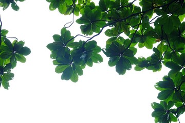 Tropical tree leaves on white isolated background for green foliage backdrop 