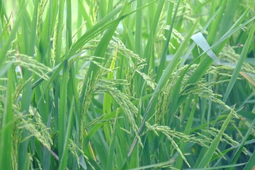 Fototapeta premium Ear of paddy field, Rice jasmine plant growing in a land with green nature background 
