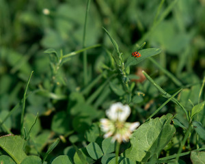 an isolated ladybug rests on a blade of grass on a summer afternoon