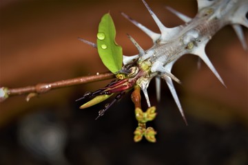 Macros of flowers