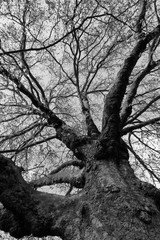 black and white tree