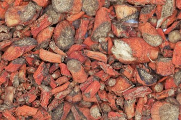 Dry root pieces of red sage, Salvia miltiorrhiza