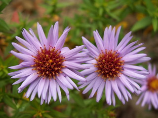 Fioletowe kwiaty © Zbigniew