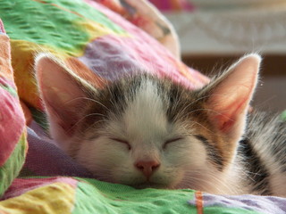 Śpiący kotek - obrazy, fototapety, plakaty
