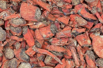 Dry root pieces of red sage, Salvia miltiorrhiza