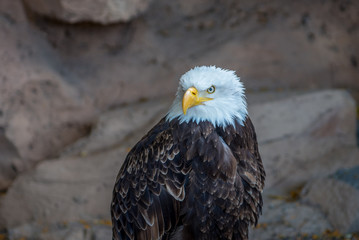 Adler