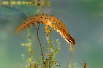 Smooth Newt - Lissotriton vulgaris or Triturus vulgaris captured under water in the small lagoon