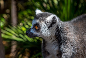 Katta