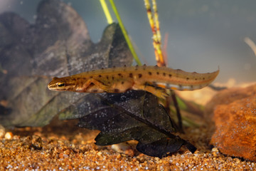 Smooth Newt - Lissotriton vulgaris or Triturus vulgaris captured under water in the small lagoon