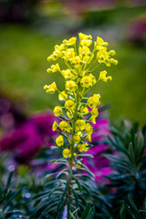 Premières fleurs de printemps