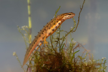 Smooth Newt - Lissotriton vulgaris or Triturus vulgaris captured under water in the small lagoon