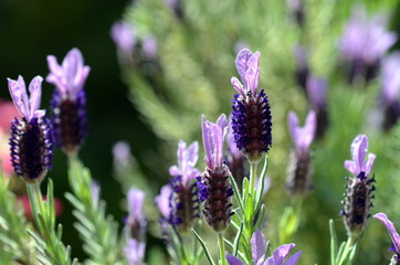 Blühender Lavendel