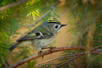 Goldcrest - Regulus regulus sitting on the branch of the spruce. very small passerine bird in the kinglet family. Its colourful golden crest feathers gives rise to its names