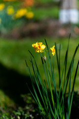 Premières fleurs de printemps