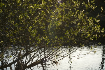 Salix alba an einem Fluss