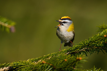 Firecrest - Regulus ignicapilla small forest bird with the yellow crest singing in the dark forest, very small passerine bird in the kinglet family