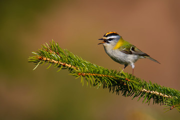 Firecrest - Regulus ignicapilla small forest bird with the yellow crest singing in the dark forest, very small passerine bird in the kinglet family