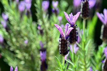 Blühender Lavendel