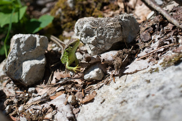 ein portrait einer zauneidechse wärmt sich in der sonne an einem felsigen platz in den alpen