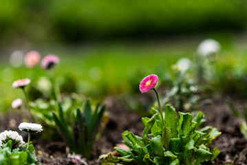 Premières fleurs de printemps