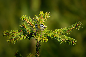 Firecrest - Regulus ignicapilla with the yellow crest singing in the dark forest, very small passerine bird in the kinglet family