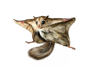 flying squirrel (Pteromys volans) © Liliya
