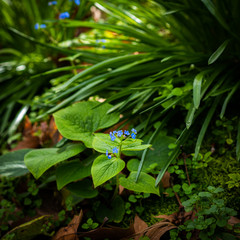 Premières fleurs de printemps