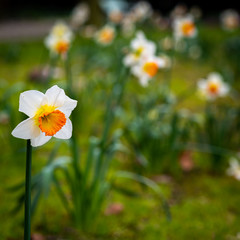 Premières fleurs de printemps