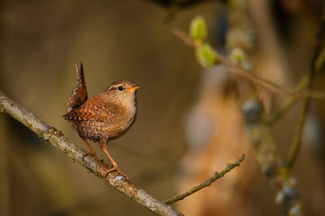 Eurasian Wren (Troglodytes troglodytes) singing on the branch, very small brown bird, the only member of the wren family Troglodytidae found in Eurasia and Africa (Maghreb)