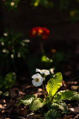 Premières fleurs de printemps