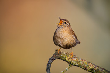 Eurasian Wren (Troglodytes troglodytes) singing on the branch, very small brown bird, the only member of the wren family Troglodytidae found in Eurasia and Africa (Maghreb)
