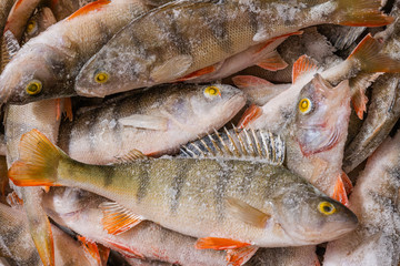Fresh frozen fish. Perch. Many fish lie in a heap.