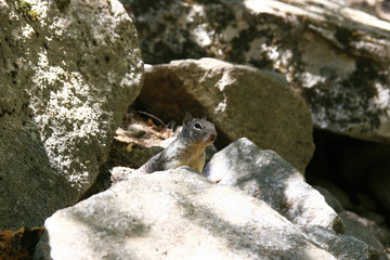 Close up shot of a cute squirrel