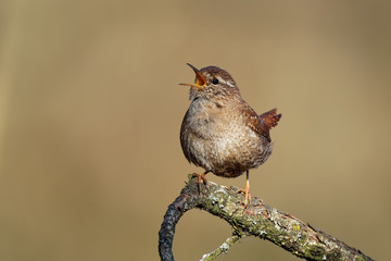 Eurasian Wren (Troglodytes troglodytes) singing on the branch, very small brown bird, the only member of the wren family Troglodytidae found in Eurasia and Africa (Maghreb)