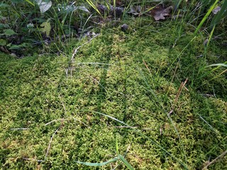 Obraz premium Green Grass and Moss