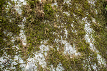 stone covered with moss