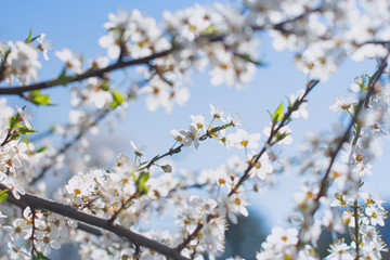 cherry blossoms