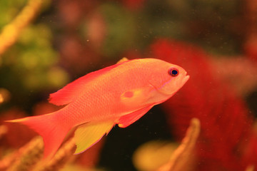 Close up shot of a Splendid perch