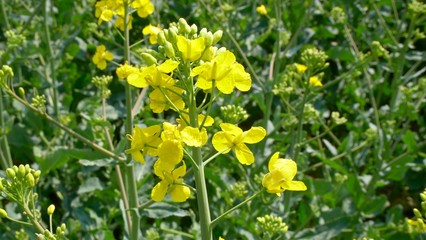 Rapsblüte