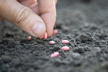 cucumber seeds