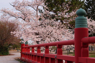 京都　宇治川の桜