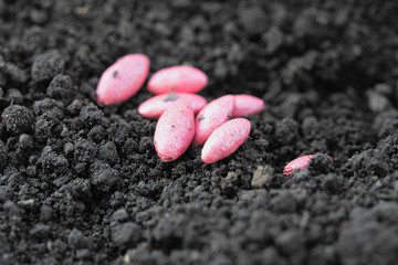 cucumber seeds
