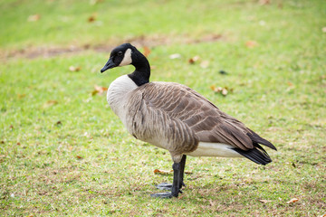 Naklejka na ściany i meble canada goose standing on the grass