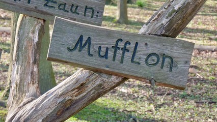 Mufflon Schild