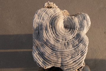 Fancy texture of ancient wooden pillars covered with salt particles.